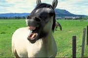 Horse Magnet