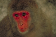 Macaque Poster
