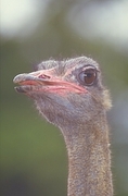 Ostrich Magnet