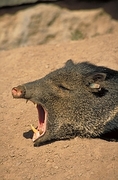 Peccary Magnet
