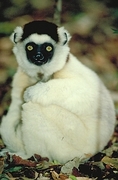 Verreaux's Sifaka Poster
