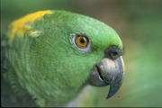 Yellow-naped parrot Magnet