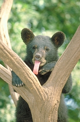 Black Bear
