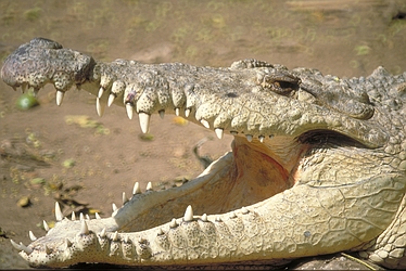 Crocodile