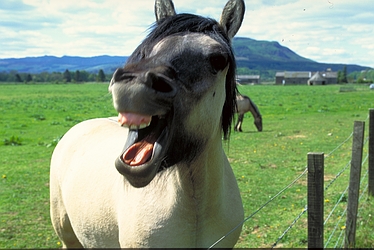 Horse