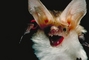 Bat picture