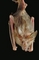 Bat picture