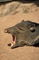 Peccary picture