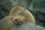 Sea Lion picture