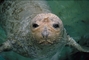 Seal picture