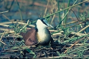African Jacana Magnet