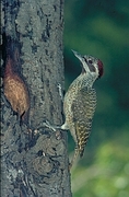 Bennett's Woodpecker Poster