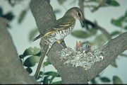 Black Cuckoo Shrike Magnet