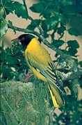 Blackheaded Oriole Magnet