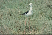 Blackwinger Stilt Magnet