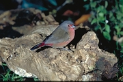Bluebilled Firefinch Magnet