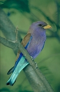 Broadbilled Roller Magnet