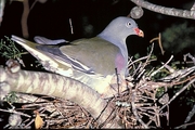 Green Pigeon Magnet