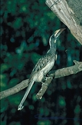 Grey Hornbill Magnet