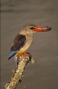 Greyhooded Kingfisher Magnet