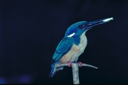 Halfcollared Kingfisher Magnet