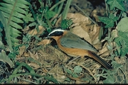Heuglins Robin Magnet