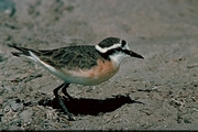 Kittlitz's Plover Magnet
