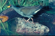 Lesser Moorhen Magnet