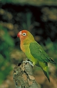 Lilians Lovebird Magnet
