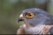 Little Sparrowhawk Magnet