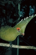 Livingstone's Turaco Magnet