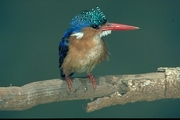 Malachite Kingfisher Magnet