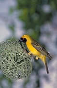 Masked Weaver Magnet