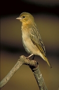 Masked Weaver Magnet