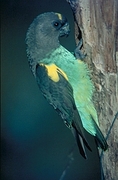 Meyer's Parrot Magnet