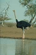 Ostrich Magnet