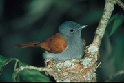 Paradise Flycatcher Magnet