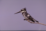 Pied Kingfisher Magnet