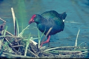 Purple Gallinule Magnet
