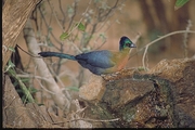 Purple-crested Turaco Magnet