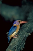 Pygmy Kingfisher Magnet