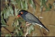 Redbilled Helmetshrike Magnet