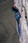 Redbilled Woodhoopoe Magnet