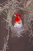 Redheaded Weaver Magnet