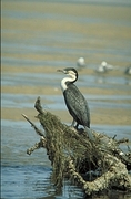 Whitebreasted Cormorant Magnet