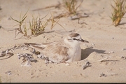 Whitefronted Plover Magnet