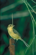 Yellow Warbler Magnet