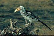 Yellowbilled Hornbill Magnet