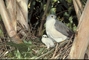 African Goshawk picture