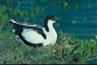 Blackcrowned Avocet picture